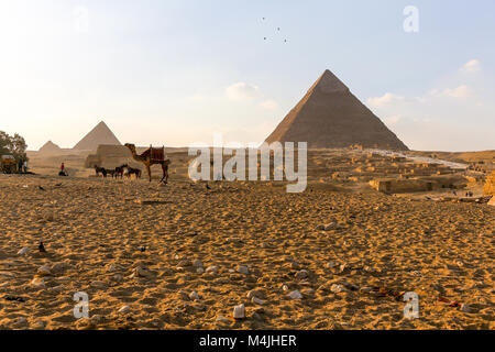 Kamele vor den drei Pyramiden im Gizeh-Komplex, Ägypten, Nordafrika Stockfoto