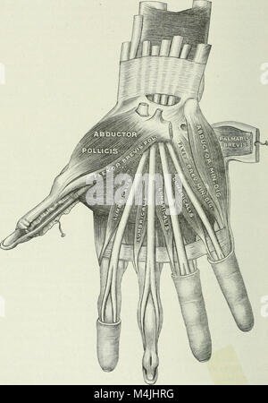 Angewandte Anatomie und Kinesiologie; der Mechanismus der Muskelbewegung (1919) (14595700910) Stockfoto