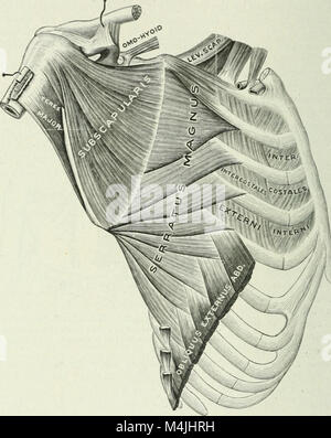 Angewandte Anatomie und Kinesiologie; der Mechanismus der Muskelbewegung (1919) (14595709599) Stockfoto