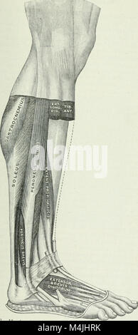 Angewandte Anatomie und Kinesiologie; der Mechanismus der Muskelbewegung (1919) (14595925737) Stockfoto