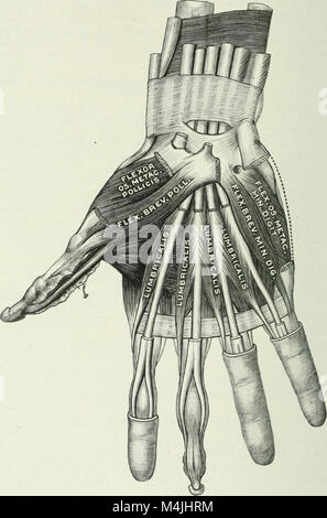 Angewandte Anatomie und Kinesiologie; der Mechanismus der Muskelbewegung (1919) (14759425146) Stockfoto