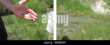Aquatische Erhebungen und Beurteilung der Slim Buttes Region Harding und Butte CO, SD (2006) (21109409922) Stockfoto