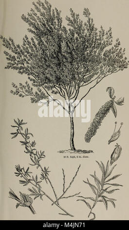 Diese 1956 erschienene Publikation bietet einen umfassenden Leitfaden zu Bäumen und Sträuchern Großbritanniens, einschließlich einheimischer und ausländischer Arten. Es bietet botanische Beschreibungen und Illustrationen, die sowohl harte als auch halbharte Sorten abdecken. Stockfoto