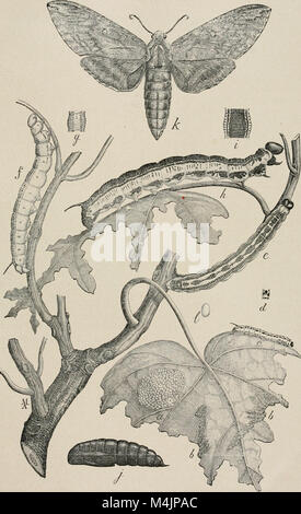 Diese Arbeiten im Bereich der Bauwirtschaft konzentrieren sich auf die Erforschung und den Anbau von Bäumen, insbesondere in städtischen und vorstädtischen Umgebungen, einschließlich der Pflanz-, Pflege- und Bewirtschaftungspraktiken. Stockfoto