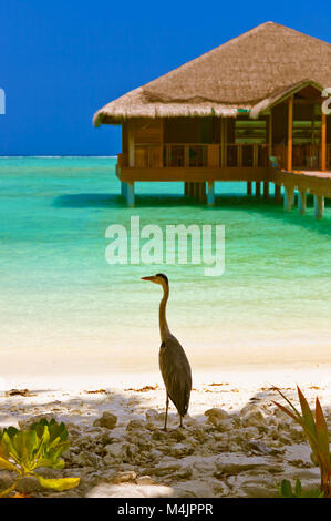 Reiher am Malediven Strand Stockfoto