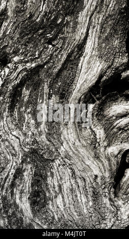 Detail einer Rinde von Olive Tree Stockfoto