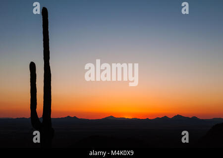 Große Saguaro Kaktus und Berge im Silhouette nach Sonnenuntergang, Saguaro National Park, Sonoran Wüste, Arizona, USA Stockfoto