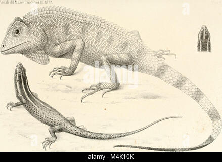 Annali del Museo Civico di Storia Naturale di Genova (1872) (18224209519) Stockfoto