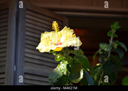 Eine atemberaubende Yellow Hibiscus, blüht gerade außerhalb von einem Fenster mit Fensterläden aus Holz, auf einem schönen heißen, tropischen Tag in Hawaii Stockfoto