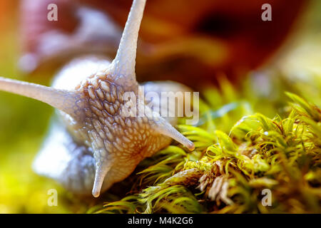 Helix pomatia auch römische Schnecke, Weinbergschnecken, weinbergschnecke oder Escargot, ist eine Pflanzenart aus der Gattung der Großen, Essbar, Atemluft- land Schnecke, eine terrestrische Pulmo Stockfoto