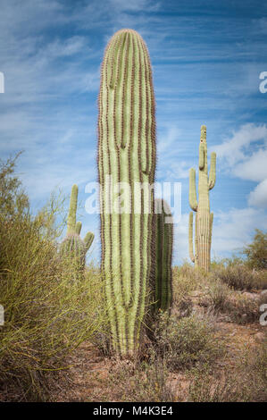 Große Saguaro Kaktus gegen den blauen Himmel im Saguaro National Park in der Nähe von Tucson, Arizona fotografiert. Stockfoto