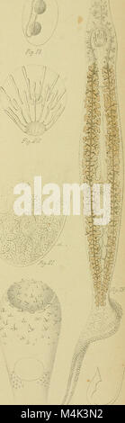 Annali del Museo Civico di Storia Naturale di Genova (1890) (17791090083) Stockfoto