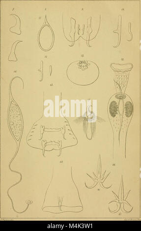 Annali del Museo Civico di Storia Naturale di Genova (1892) (18412637571) Stockfoto