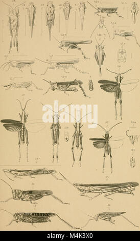 Annali del Museo Civico di Storia Naturale di Genova (1893) (17790277853) Stockfoto