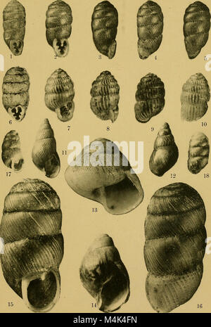 Annali del Museo Civico di Storia Naturale Giacomo Doria (1915) (18223600530) Stockfoto