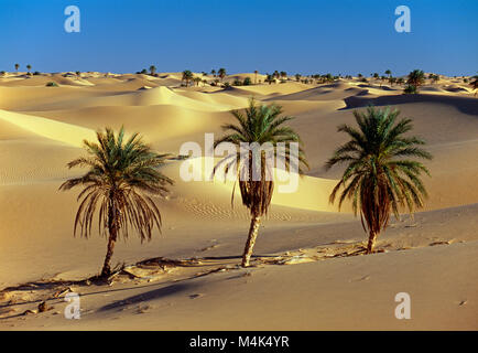 Algerien. Timimoun. Western Sand Meer. Grand Erg Occidental. Sahara. Oasis. Palmen. Sanddünen. Landschaft. Stockfoto