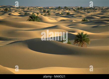 Algerien. Timimoun. Western Sand Meer. Grand Erg Occidental. Sahara. Oasis. Palmen. Sanddünen. Landschaft. Stockfoto