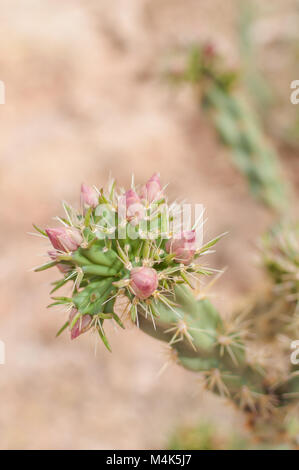 Kaktus Pflanzen mit rosa Blüten Kaktus fotografiert in der Nähe von Tortilla Flat in Arizona, USA. Stockfoto