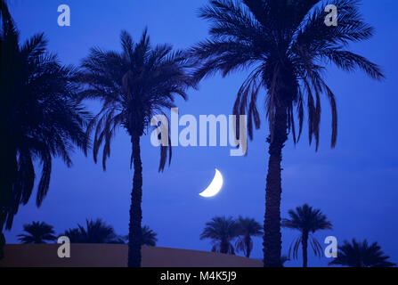 Algerien. Timimoun. Western Sand Meer. Grand Erg Occidental. Sahara. Der Mond scheint durch die Palmen. Stockfoto