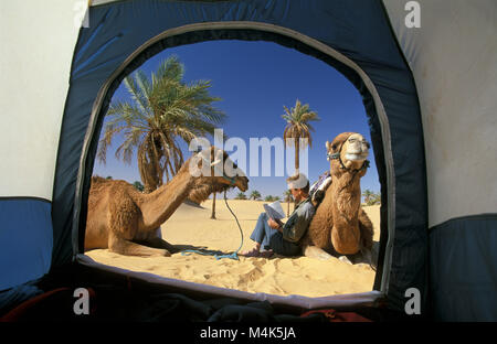 Algerien. Taganet, in der Nähe von Timimoun. Western Sand Meer. Grand Erg Occidental. Sahara. Camping. Zelt, Tourist, Frau liest, Palmen und Kamele. Stockfoto