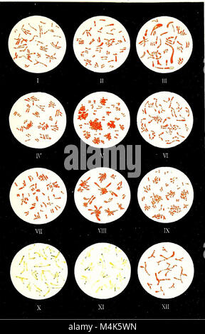 Atlas und Grundsätze der Bakteriologie und Text - das Buch der besonderen bakteriologische Diagnostik (1901) (20100375383) Stockfoto
