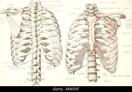 Atlas und Lehrbuch der menschlichen Anatomie (1914-) (20158274819) Stockfoto