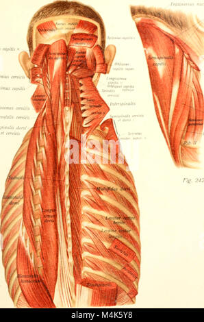 Atlas und Lehrbuch der menschlichen Anatomie (1914-) (20351418121) Stockfoto