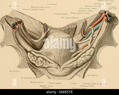 Atlas und Lehrbuch der topographischen und Angewandte Anatomie (1905) (14596894949) Stockfoto