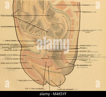 Atlas und Lehrbuch der topographischen und Angewandte Anatomie (1905) (14760562676) Stockfoto