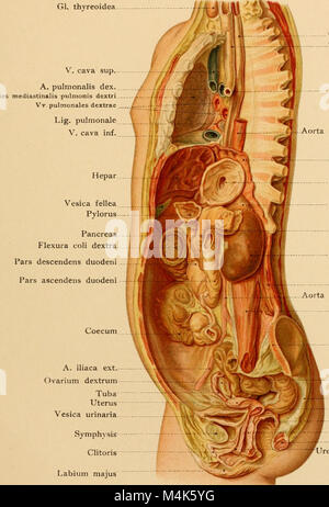 Atlas und Lehrbuch der topographischen und Angewandte Anatomie (1905) (14781199754) Stockfoto