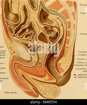 Atlas und Lehrbuch der topographischen und Angewandte Anatomie (1905) (14783211522) Stockfoto