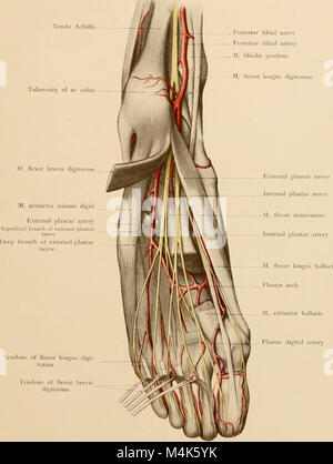 Atlas und Lehrbuch der topographischen und Angewandte Anatomie (1905) (14783571685) Stockfoto