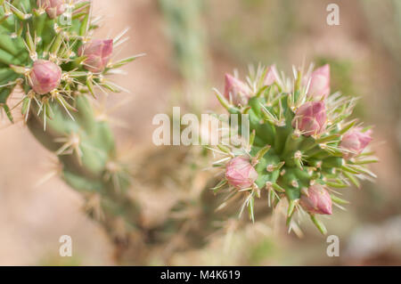 Kaktus Pflanzen mit rosa Blüten Kaktus fotografiert in der Nähe von Tortilla Flat in Arizona, USA. Stockfoto