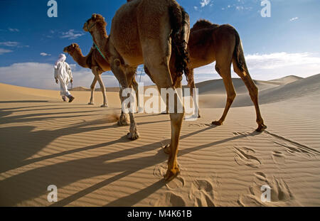 Algerien. In der Nähe von Timimoun. Western Sand Meer. Grand Erg Occidental. Sahara. Beduinen wandern mit Kamelen. Sanddünen. Stockfoto