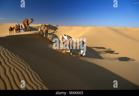 Algerien. In der Nähe von Timimoun. Western Sand Meer. Grand Erg Occidental. Sahara. Beduinen wandern mit Kamelen. Kamel Zug. Sanddünen Stockfoto