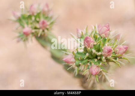 Kaktus Pflanzen mit rosa Blüten Kaktus fotografiert in der Nähe von Tortilla Flat in Arizona, USA. Stockfoto