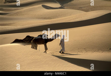 Algerien. In der Nähe von Timimoun. Western Sand Meer. Grand Erg Occidental. Sahara. Beduinen wandern mit Kamelen. Sanddünen. Stockfoto