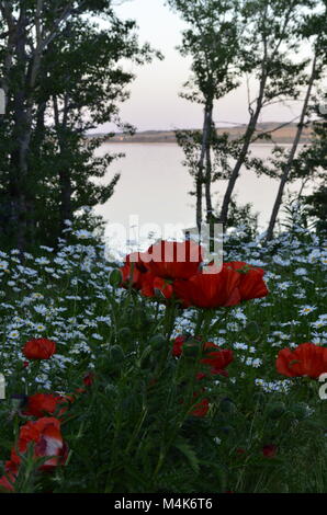 A breathtaking view of poppies and daisies in a flower garden overlooking the lake Stockfoto