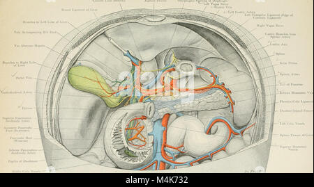Atlas der Angewandten (Topografische) menschlichen Anatomie für Studenten und Praktiker (1906) (20156463618) Stockfoto