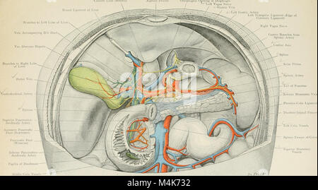 Der Atlas of Applied Human Anatomy (1906) dient als detaillierter Leitfaden für Studenten und Ärzte und bietet topographische Karten der menschlichen Anatomie mit Schwerpunkt auf praktischen Anwendungen in Medizin und Chirurgie. Stockfoto