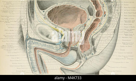 Der Atlas of Applied Human Anatomy 1906 ist ein umfassender Leitfaden zur Struktur des menschlichen Körpers, der sich an Studenten und Ärzte richtet. Es enthält detaillierte topografische Abbildungen und Beschreibungen anatomischer Merkmale. Stockfoto