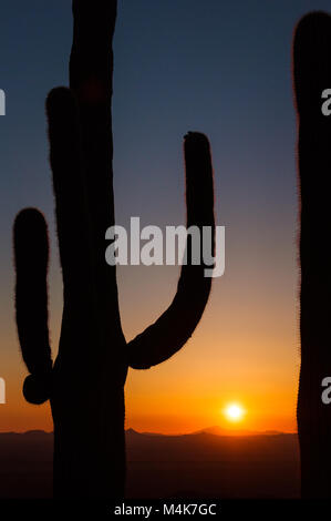 Große Saguaro Kaktus und Berge im Silhouette bei Sonnenuntergang, Saguaro National Park, Sonoran Wüste, Arizona, USA