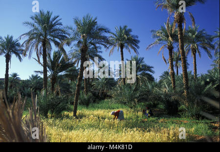 Algerien. Timimoun. Western Sand Meer. Grand Erg Occidental. Sahara. Oasis. Frau in den Gärten schneiden Weizen zu arbeiten. Palmen. Stockfoto