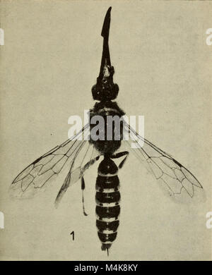 Annali del Museo Civico di Storia Naturale Giacomo Doria (1963) (18222641168) Stockfoto