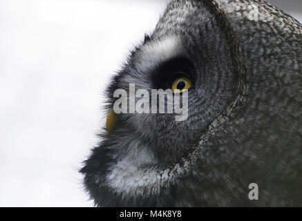 Bartkauz Seitenansicht Gesicht Stockfoto