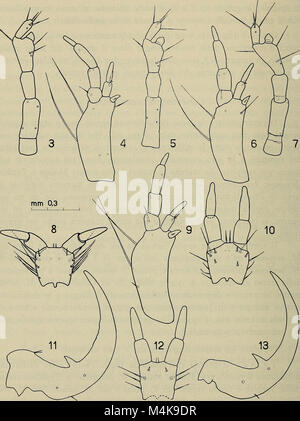 Annali del Museo Civico di Storia Naturale Giacomo Doria (1966) (17790420383) Stockfoto
