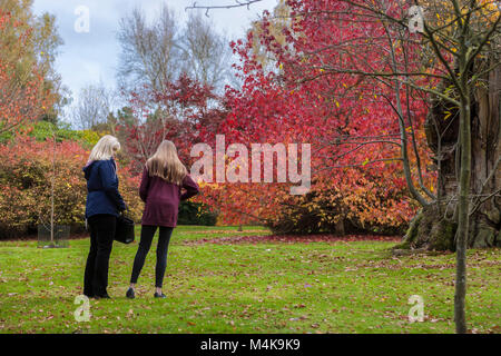 Zwei Besucher bewundern die Herbst Farbe eines Acer palmatum, Sheffield Park, Uckfield, East Sussex, England Stockfoto