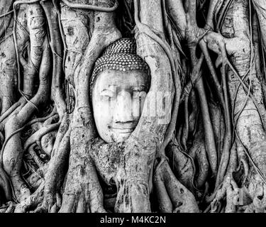 Der Kopf einer Sandstein Thai Buddha mit Verbreitung Wurzeln eines Baumes figus abgedeckt, Wat Mahatat, antiken Stadt Ayutthaya, Thailand, Asien Stockfoto