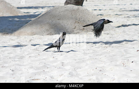 Zwei Haus Krähen am Strand, Corvus Splendens, Kiwengwa Strand, Sansibar, Tansania Stockfoto