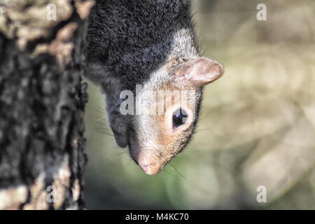 Graue Eichhörnchen (Sciurus carolinensis) Nahaufnahme von Eichhörnchen auf einem Baumstamm Stockfoto